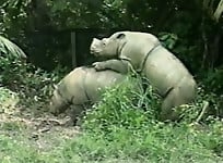 Gorgeous and aesthetic natural sex of the rhinos - picture 26
