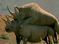 Gorgeous and aesthetic natural sex of the rhinos - picture 27