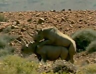 Gorgeous and aesthetic natural sex of the rhinos - picture 28