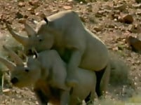 Gorgeous and aesthetic natural sex of the rhinos - picture 29