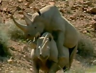 Gorgeous and aesthetic natural sex of the rhinos - picture 30