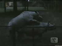 Gorgeous and aesthetic natural sex of the rhinos - picture 31