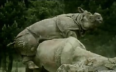 Gorgeous and aesthetic natural sex of the rhinos - picture 33