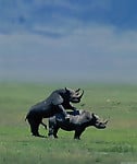 Gorgeous and aesthetic natural sex of the rhinos - picture 35