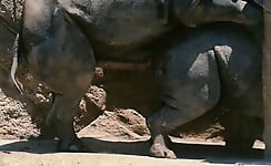 Gigantic rhinos have an outstanding outdoor sex - picture 9
