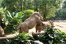 Gigantic rhinos have an outstanding outdoor sex - picture 27