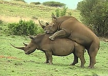 Rhino nicely drills his girlfriend in the doggy style - picture 4