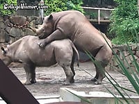 Rhino nicely drills his girlfriend in the doggy style - picture 5
