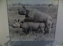 Very big rhinos are banging hard in the doggy style pose - picture 1