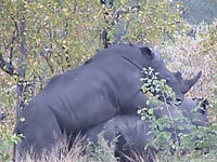 Very big rhinos are banging hard in the doggy style pose - picture 2