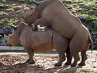 Very big rhinos are banging hard in the doggy style pose - picture 4