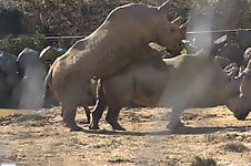 Very big rhinos are banging hard in the doggy style pose - picture 8