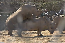 Very big rhinos are banging hard in the doggy style pose - picture 9