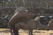 Very big rhinos are banging hard in the doggy style pose - picture 10