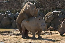 Very big rhinos are banging hard in the doggy style pose - picture 13