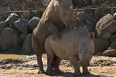 Very big rhinos are banging hard in the doggy style pose - picture 14