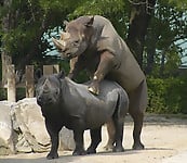 Very big rhinos are banging hard in the doggy style pose - picture 15