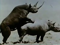Very big rhinos are banging hard in the doggy style pose - picture 19