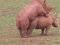 Very big rhinos are banging hard in the doggy style pose - picture 20
