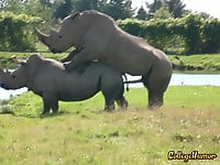Very big rhinos are banging hard in the doggy style pose - picture 22