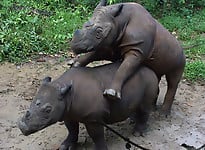 Very big rhinos are banging hard in the doggy style pose - picture 26