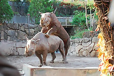 Very big rhinos are banging hard in the doggy style pose - picture 28