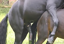 Black stallion bangs his girlfriend from behind - picture 1