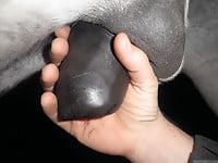 This farm animal has very nice cock and big balls - picture 1