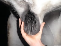 This farm animal has very nice cock and big balls - picture 3