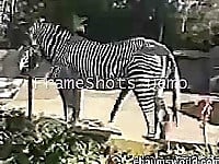 Zebra with giant sausage bangs his gf so intensive - picture 2