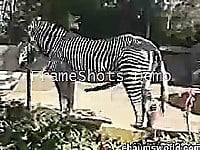 Zebra with giant sausage bangs his gf so intensive - picture 3