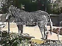 Zebra with giant sausage bangs his gf so intensive - picture 4