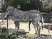 Zebra with giant sausage bangs his gf so intensive - picture 5