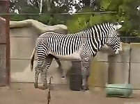 Zebra with giant sausage bangs his gf so intensive - picture 6