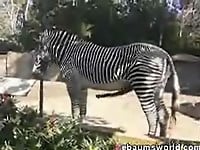 Zebra with giant sausage bangs his gf so intensive - picture 7