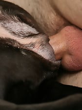 Slowly and sensually sticking my hard dick in a doggy's ass