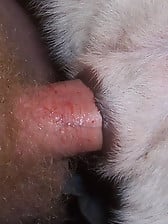 White doggy with tight anal hole deserves my boner