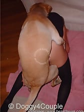 Brown-haired doggy gets her pussy drilled by the doggy