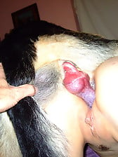 Bitch with pierced snatch drilled hard by her own dog