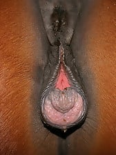 Mare Vagina Porn - Zoophilia Search Results for Mare