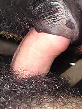 Nasty bestiality action in doggy style with a man zoophile