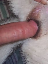 dumping a load in my dogs ass