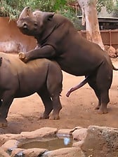 Gorgeous and aesthetic natural sex of the rhinos