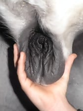 This farm animal has very nice cock and big balls