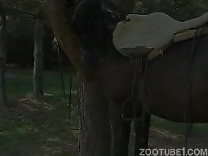 Redhead zoofil hooker is trying farm horse