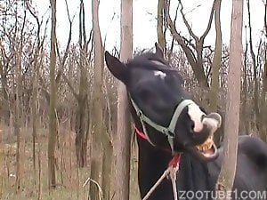 Nasty bitches are sucking horse cock outdoors