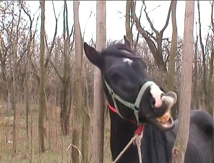 Horse Cock Blowjob - Horse Porn Videos / Most Viewed / Page 2 / Zoo Tube 1