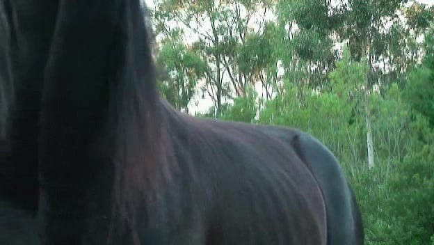 Horse Porn Videos / Most Viewed / Zoo Tube 1