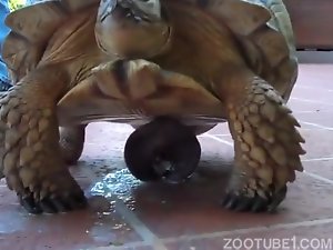 animal bizarre sex tube animal bizarre sex tube