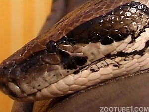 Exotic beastiality sex with a skinny brunette and a python